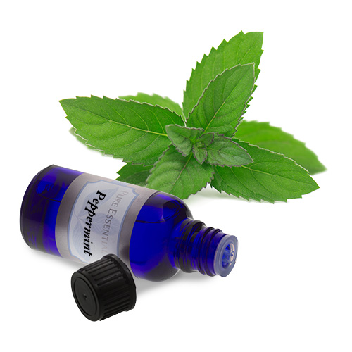 peppermint