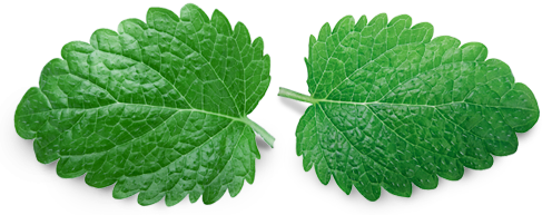 fresh lemon balm