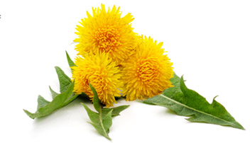 dandelion heads