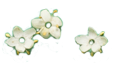 elder flowers