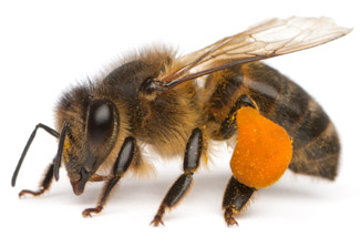 bee side