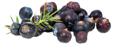 Juniper Berry