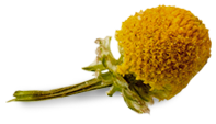 chamomile