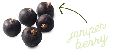 juniper berry