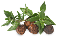 peppercorn
