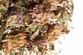 Red clover tops, whole image